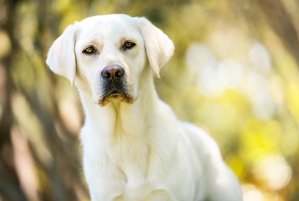 Affordable Dog Wellness Plans: Combining Insurance and Community Care in the U.S.A.