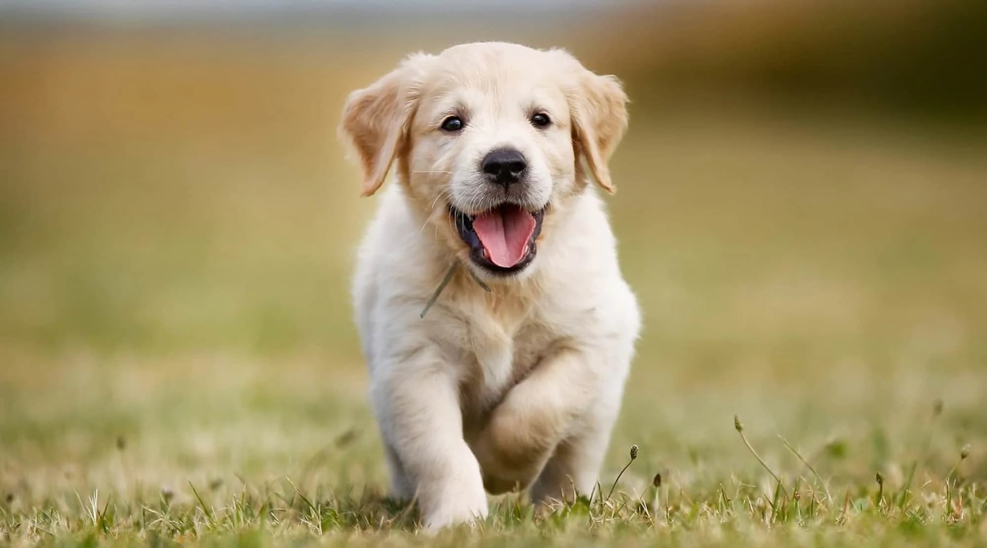 Affordable Pet Care: Smart Ways to Combine Insurance and Community Support