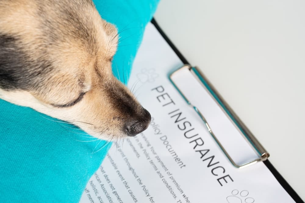 Pet Insurance and Assistance for Seniors and Low-Income Families in the US (2025 Guide)