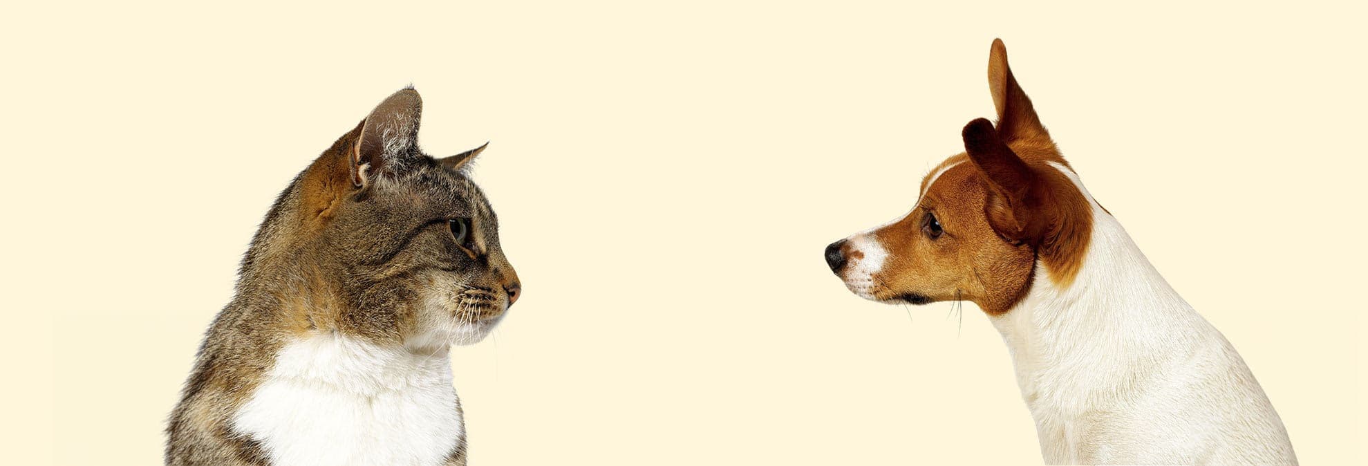 Dog and Cat Insurance in the U.S.: A Practical Guide to Pet Insurance, Quotes, Coverage, and Cost Factors