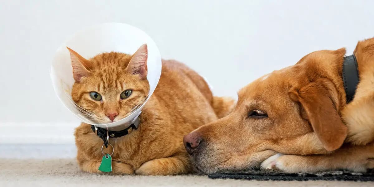 Affordable Pet Insurance Plans for Cats in the US: A Complete 2025 Guide