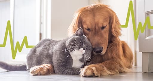 Pet Insurance for Seniors in the U.S.: How to Find Good, Affordable Coverage for Dogs and Cats