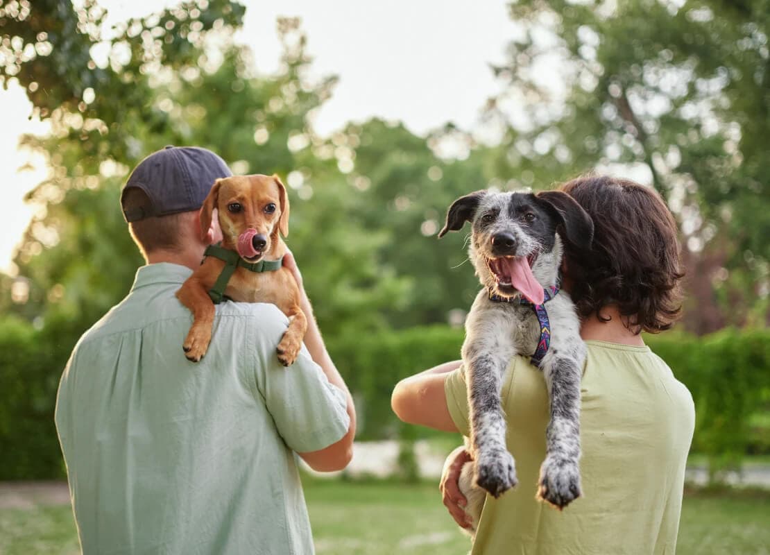 A 2026 Guide to Walmart and Costco Pet Insurance for U.S. Dog and Cat Owners: How It Works, What to Know, and How to Evaluate Your Options