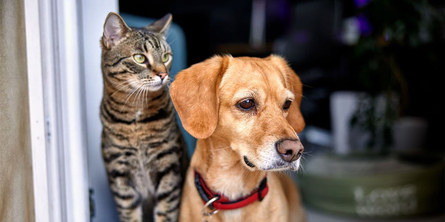 Best Pet Insurance Providers in the UK (2026 Guide)