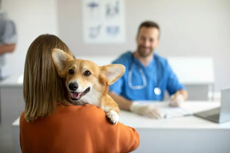 Pet Insurance and Community Support: A Smarter Way to Afford Pet Care in the U.S.