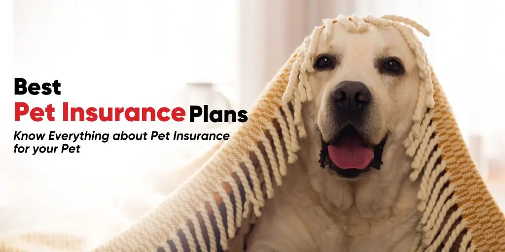 Affordable Pet Wellness Plans: Combining Insurance and Community Care in the U.S.A