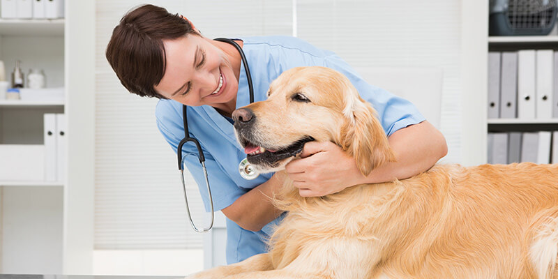 Costco Members Have Access to Figo Pet Insurance Options