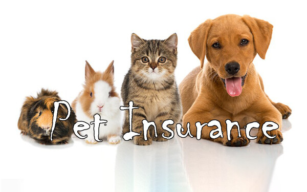 Affordable Pet Insurance for Seniors & Families: Comparing Walmart and Costco Options