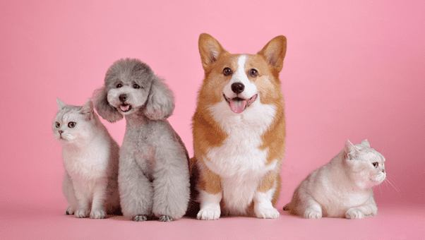 Pet Insurance Options in the U.S.: What Seniors and Low-Income Pet Owners Should Know