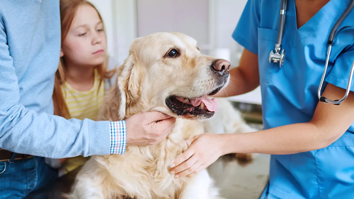 A Guide to Walmart and Costco Pet Insurance Options for U.S. Dog and Cat Owners