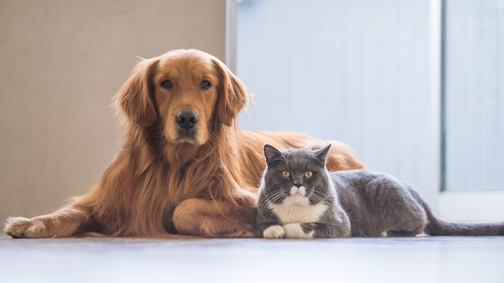 Pet Insurance for Senior Pets in the US: Coverage Options, Costs, and What to Compare