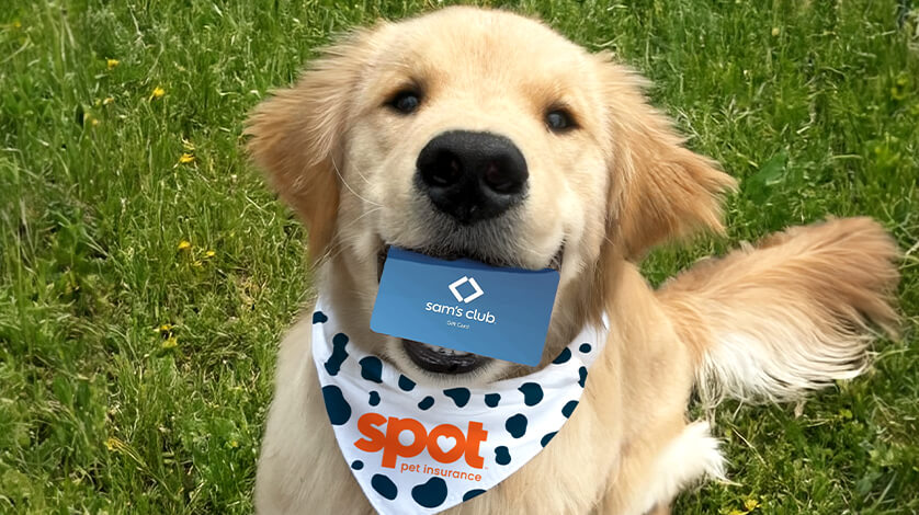 Sam’s Club Pet Insurance: A Practical U.S. Guide to Coverage, Pricing, and Multi-Pet Decisions