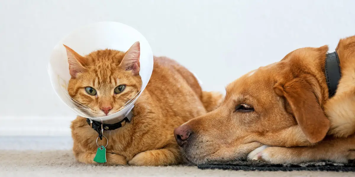 Pet Insurance from Walmart and Costco: What U.S. Pet Owners Should Know in 2026