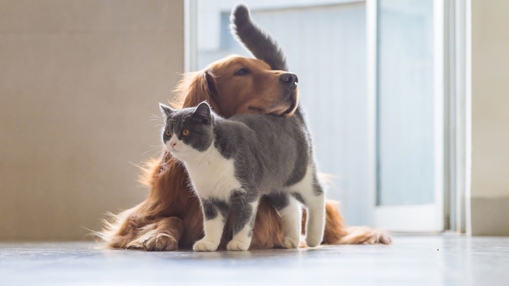 Dog and Cat Insurance in the U.S.: A Practical Guide to Pet Insurance, Quotes, Coverage, and Cost Factors 