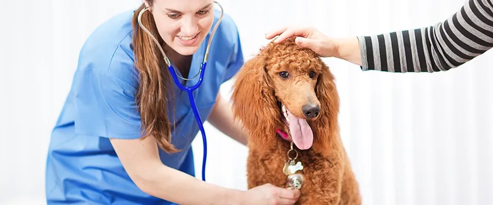 Affordable Pet Insurance Plans: A Practical Guide to Comparing Coverage, Costs, and Policy Options