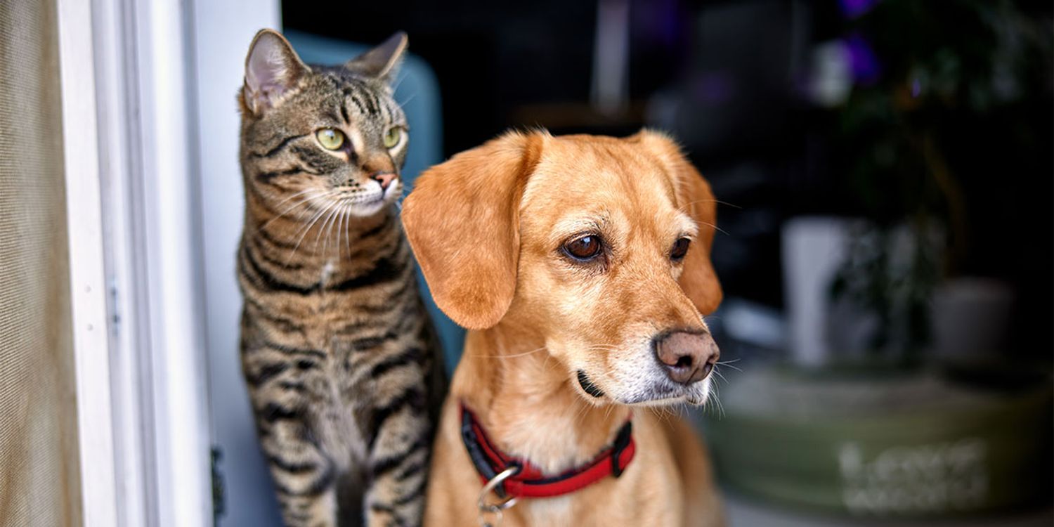 Best Pet Insurance Providers in the UK (2026 Guide)