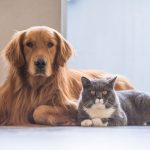 Top 10 Car Insurance Companies in the USA (2025 Guide)